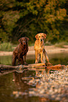 Labrador and Golden Retriever