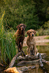 Labrador and Golden Retriever