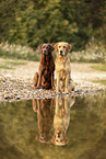 Labrador and Golden Retriever