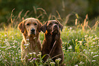 Labrador and Golden Retriever