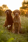 Labrador and Golden Retriever