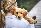 Golden Retriever puppy