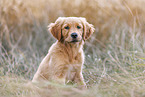 Golden Retriever puppy