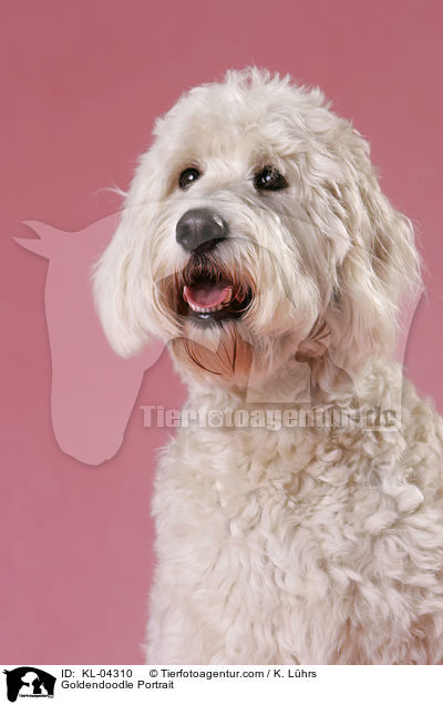 Goldendoodle Portrait / Goldendoodle Portrait / KL-04310