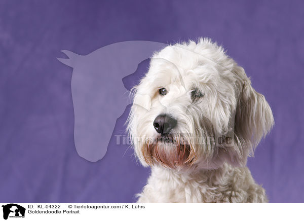 Goldendoodle Portrait / Goldendoodle Portrait / KL-04322