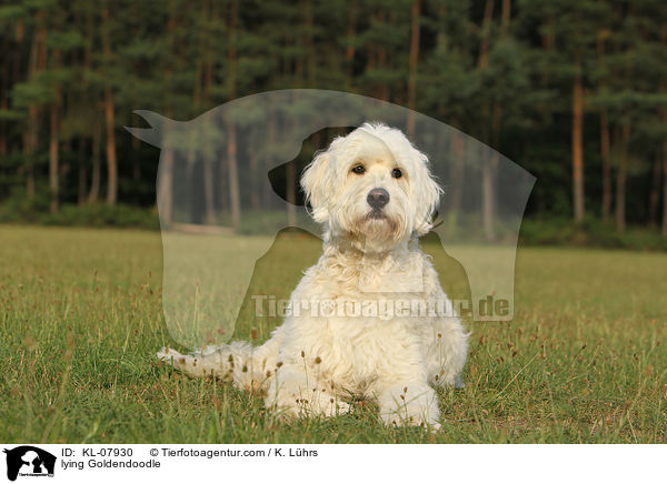 liegender Goldendoodle / lying Goldendoodle / KL-07930