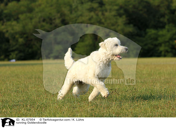 rennender Goldendoodle / running Goldendoodle / KL-07954