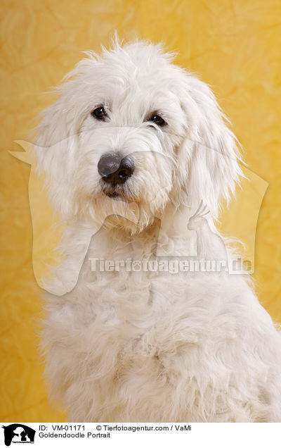 Goldendoodle Portrait / Goldendoodle Portrait / VM-01171