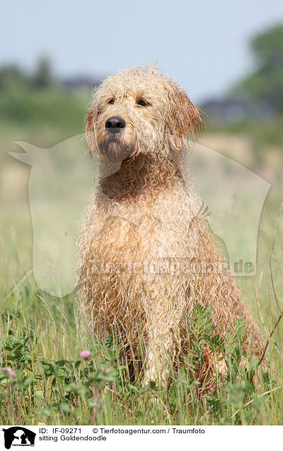 sitzender Goldendoodle / sitting Goldendoodle / IF-09271