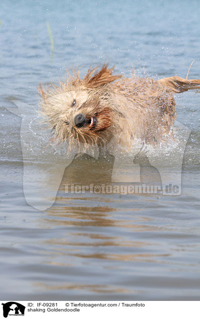 Goldendoodle schttelt sich / shaking Goldendoodle / IF-09281