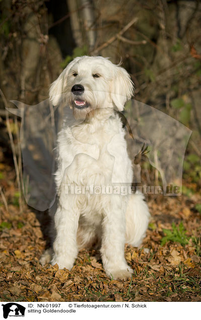 sitzender Goldendoodle / sitting Goldendoodle / NN-01997