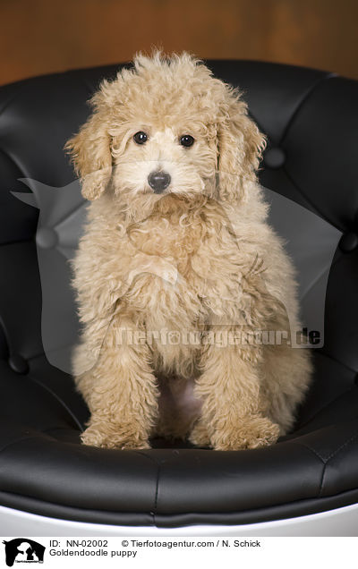 Goldendoodle Welpe / Goldendoodle puppy / NN-02002