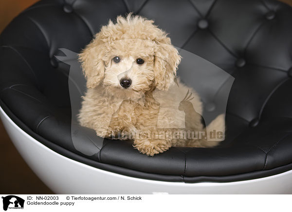 Goldendoodle Welpe / Goldendoodle puppy / NN-02003