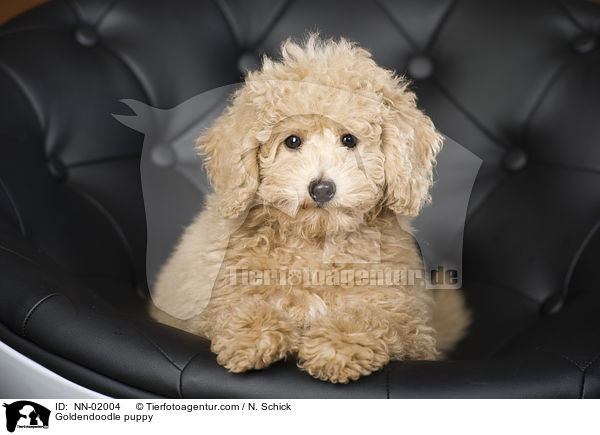 Goldendoodle Welpe / Goldendoodle puppy / NN-02004