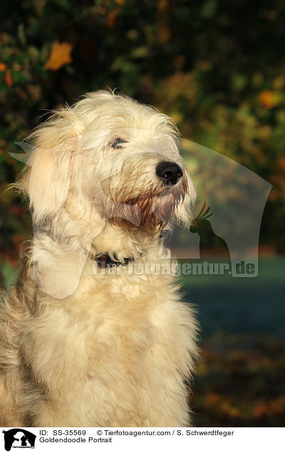 Goldendoodle Portrait / Goldendoodle Portrait / SS-35569