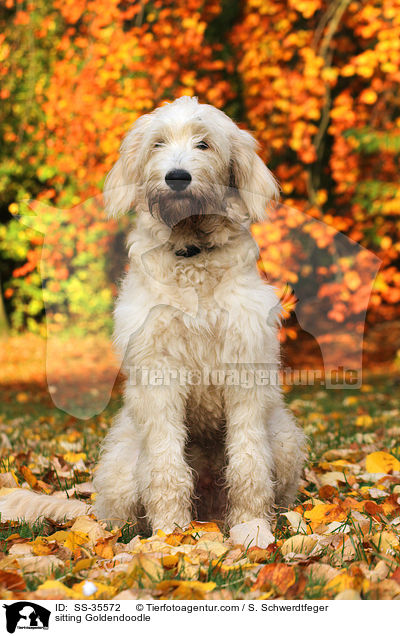 sitzender Goldendoodle / sitting Goldendoodle / SS-35572