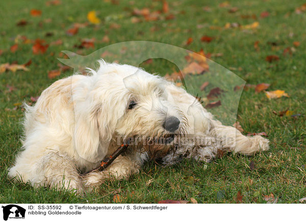 knabbernder Goldendoodle / nibbling Goldendoodle / SS-35592