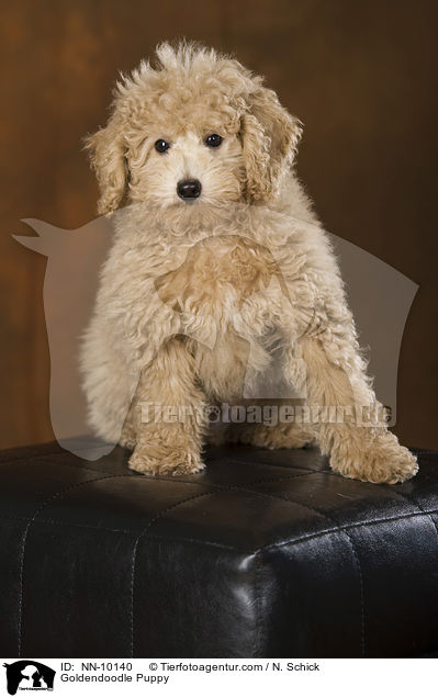 Goldendoodle Welpe / Goldendoodle Puppy / NN-10140