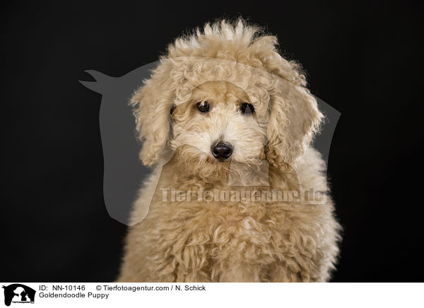 Goldendoodle Welpe / Goldendoodle Puppy / NN-10146