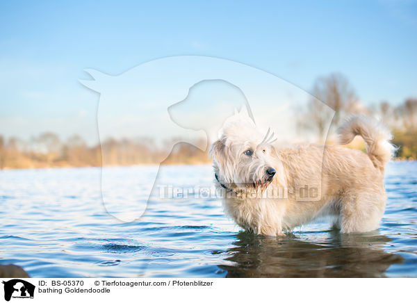 badender Goldendoodle / bathing Goldendoodle / BS-05370