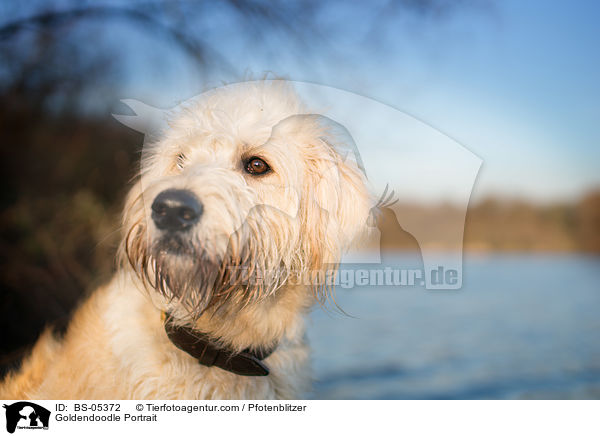 Goldendoodle Portrait / Goldendoodle Portrait / BS-05372