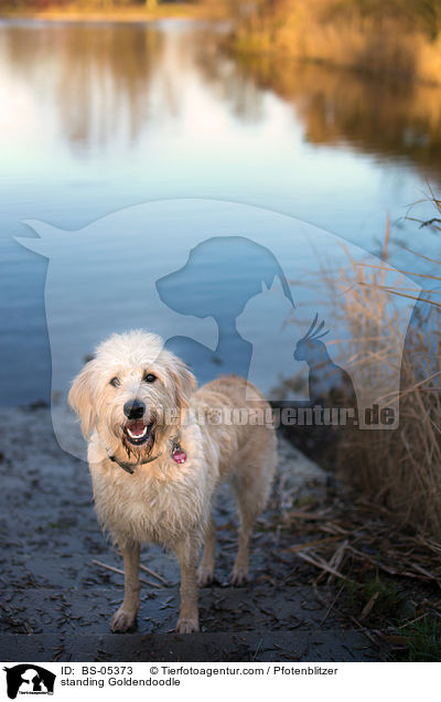 stehender Goldendoodle / standing Goldendoodle / BS-05373