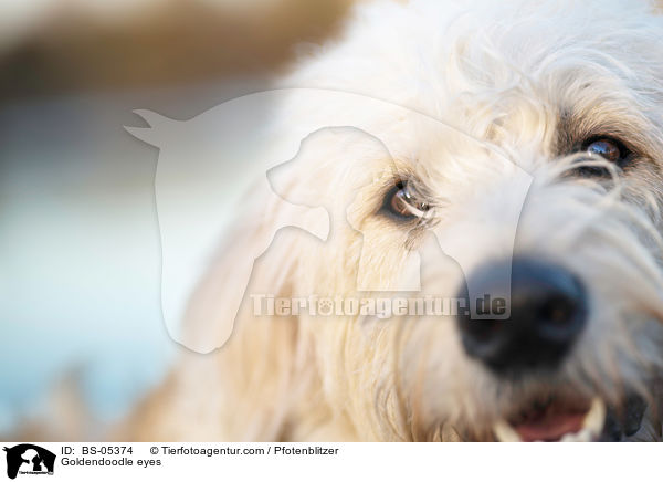 Goldendoodle eyes / BS-05374