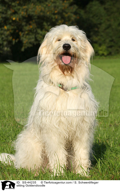 sitzender Goldendoodle / sitting Goldendoodle / SS-44235