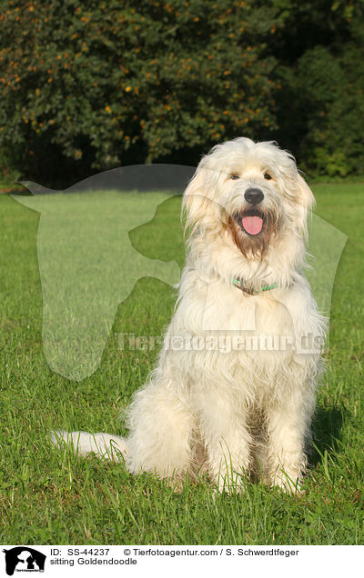 sitzender Goldendoodle / sitting Goldendoodle / SS-44237