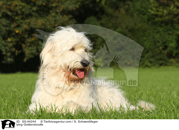 liegender Goldendoodle / lying Goldendoodle / SS-44244