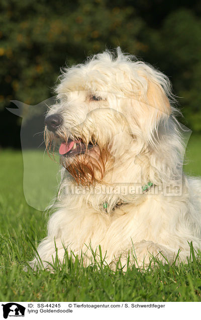 liegender Goldendoodle / lying Goldendoodle / SS-44245