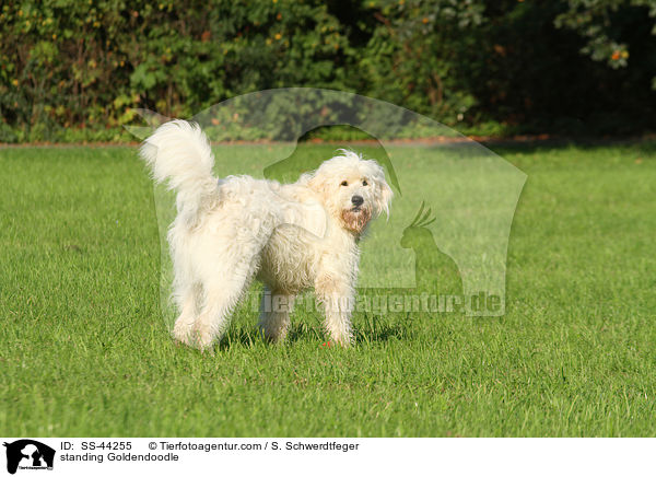 stehender Goldendoodle / standing Goldendoodle / SS-44255