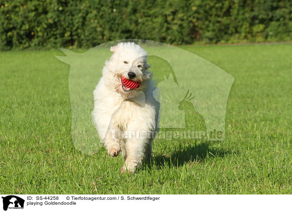 spielender Goldendoodle / playing Goldendoodle / SS-44258