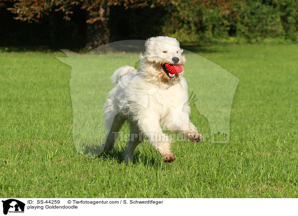 spielender Goldendoodle / playing Goldendoodle / SS-44259