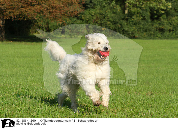 spielender Goldendoodle / playing Goldendoodle / SS-44260