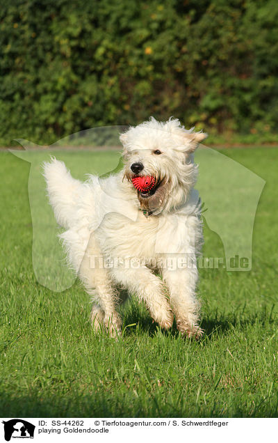 spielender Goldendoodle / playing Goldendoodle / SS-44262