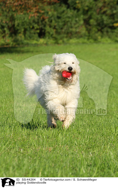 spielender Goldendoodle / playing Goldendoodle / SS-44264