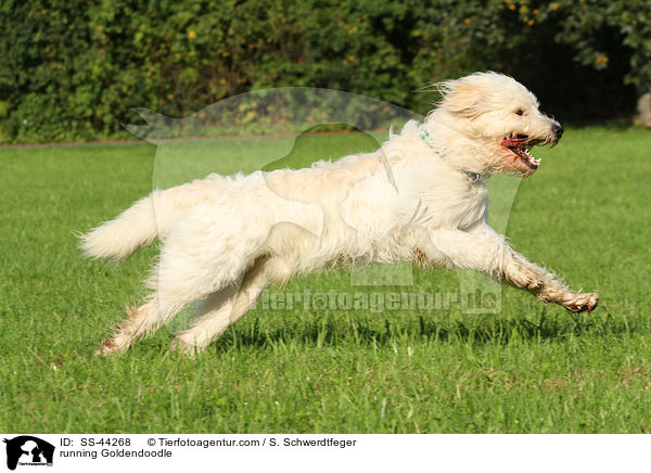 rennender Goldendoodle / running Goldendoodle / SS-44268