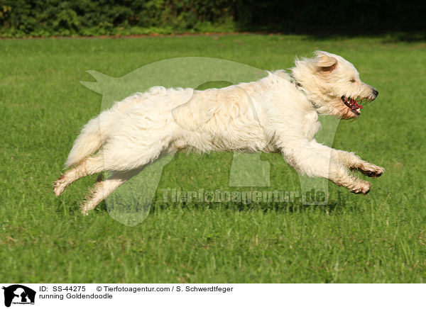 rennender Goldendoodle / running Goldendoodle / SS-44275