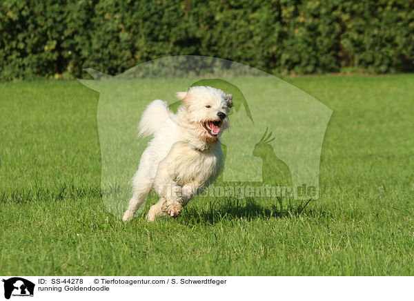 rennender Goldendoodle / running Goldendoodle / SS-44278