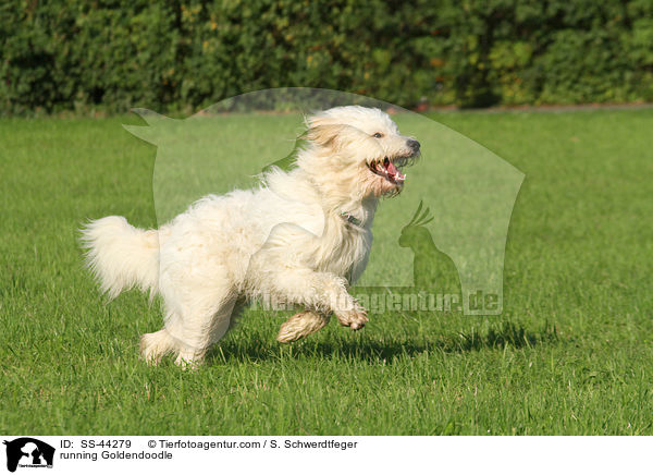 rennender Goldendoodle / running Goldendoodle / SS-44279