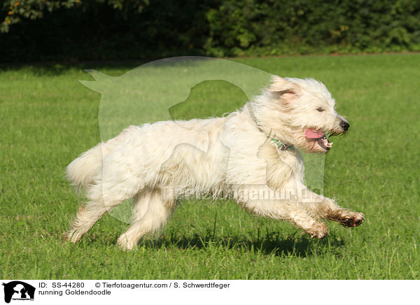 rennender Goldendoodle / running Goldendoodle / SS-44280