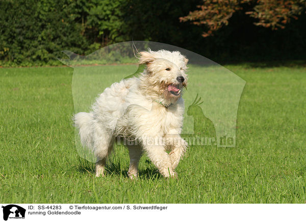 rennender Goldendoodle / running Goldendoodle / SS-44283