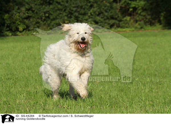 rennender Goldendoodle / running Goldendoodle / SS-44284