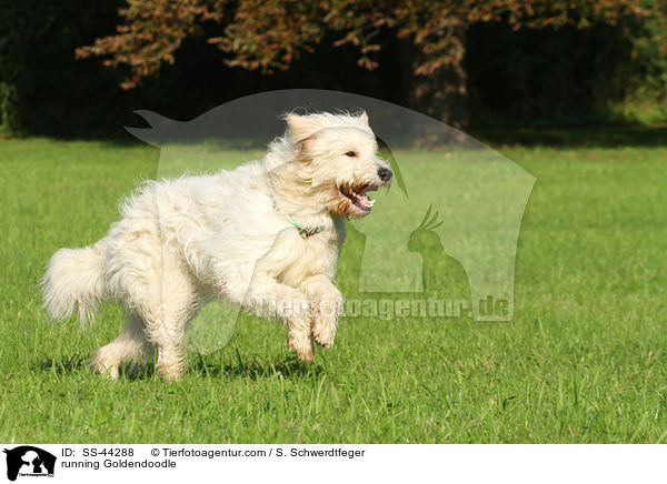 running Goldendoodle / SS-44288