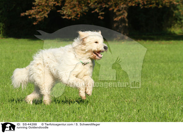 rennender Goldendoodle / running Goldendoodle / SS-44288