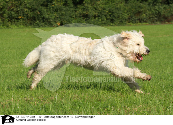 rennender Goldendoodle / running Goldendoodle / SS-44289