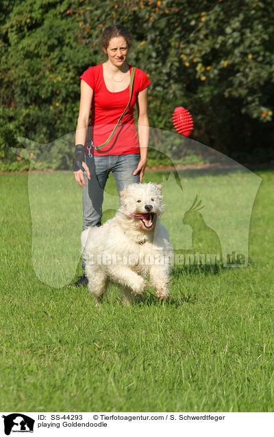 spielender Goldendoodle / playing Goldendoodle / SS-44293