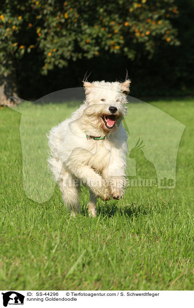 rennender Goldendoodle / running Goldendoodle / SS-44296