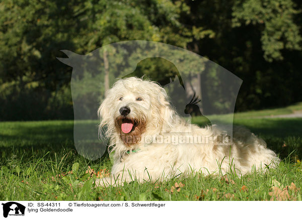 liegender Goldendoodle / lying Goldendoodle / SS-44311